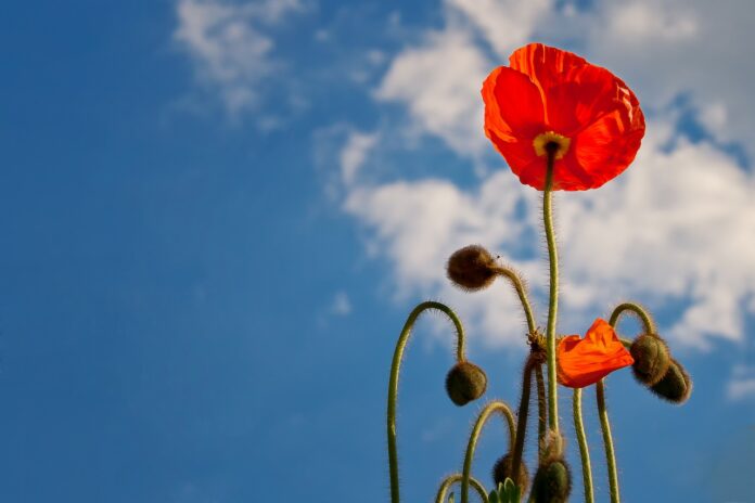 poppy-641423_1280